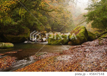 朝霧に浮かぶ秋の菊池渓谷 45647548