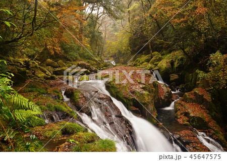 朝霧に浮かぶ秋の菊池渓谷 45647575