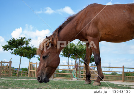 与那国馬 45648459