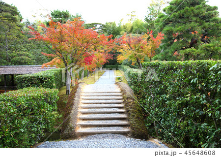 桂離宮　御幸道　土橋　紅葉 45648608