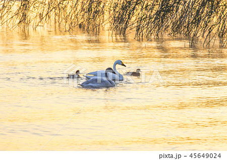 琵琶湖のコハクチョウ 45649024