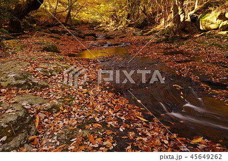 マゼノ渓谷の秋は美しい黄金の世界 45649262