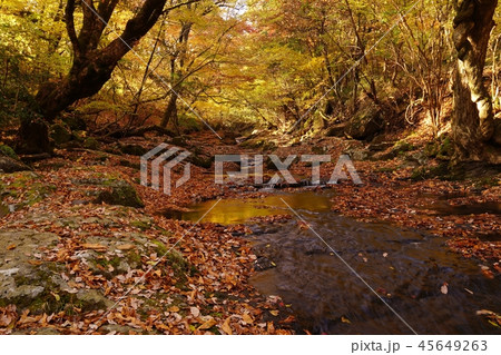 マゼノ渓谷の秋は美しい黄金の世界 45649263