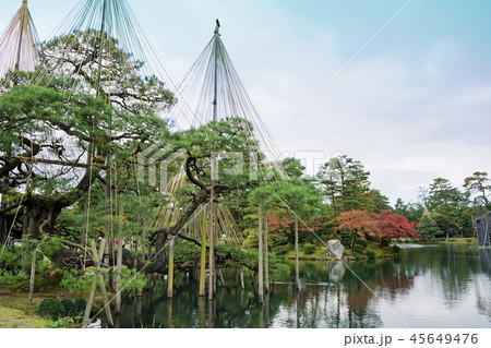 兼六園　唐崎松の雪吊 45649476