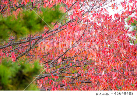 桜の紅葉 桜の紅葉 45649488
