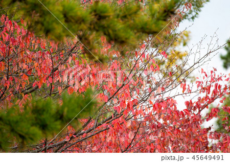 桜の紅葉 桜の紅葉 45649491