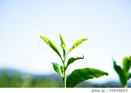 茶畑 45649603
