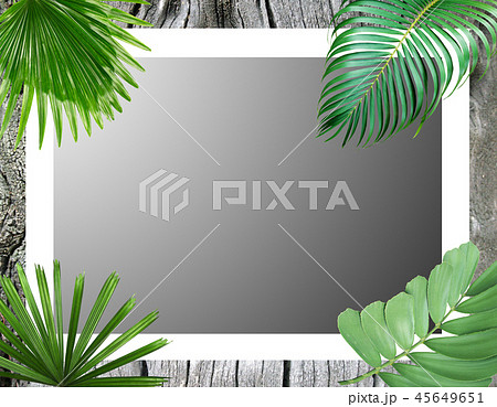green tropical palm leaves frame background 45649651