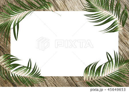 green tropical palm leaves frame background 45649653