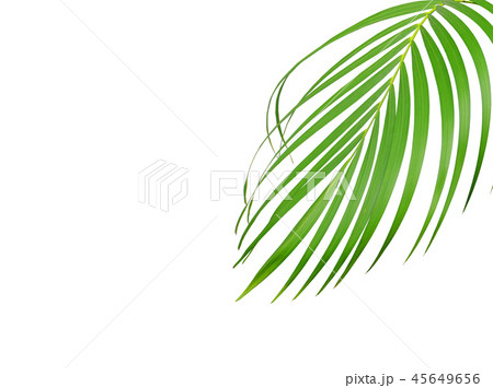 tropical green palm leaf isolated on white 45649656