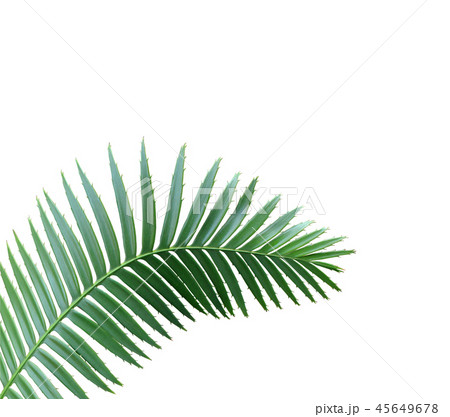 tropical green palm leaf isolated on white 45649678