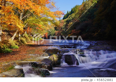 阿蘇ゆうすい自然の森の秋 阿蘇ゆうすい自然の森の秋 45652881