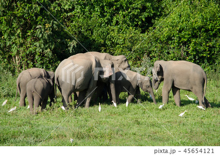 Asian elephants is eating solid in Thailand forest Asian elephants is eating solid in Thailand forest 45654121