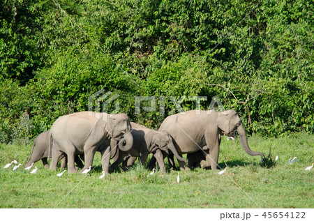 Asian elephants is eating solid in Thailand forest 45654122