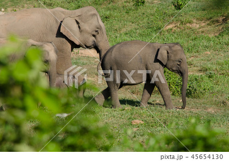 Asian elephants is eating solid in Thailand forest 45654130