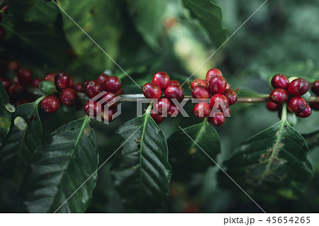 red cherry coffee beans Arabica In nature 45654265