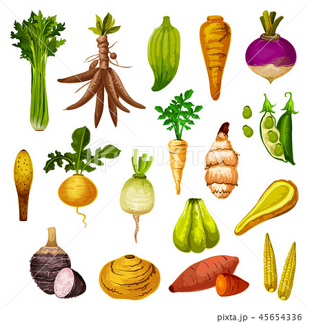 Exotic root vegetables and veggies, vector 45654336