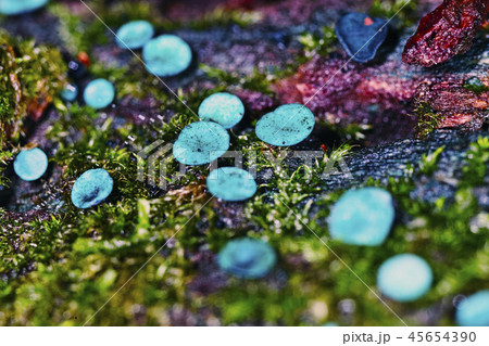 キノコ キノコ 45654390