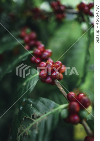 Red cherry coffee beans Arabica In nature 45654797