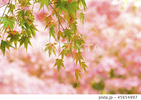 高尾の紅葉 45654997