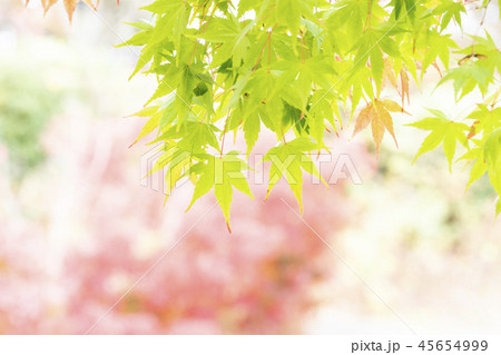 高尾の紅葉 45654999