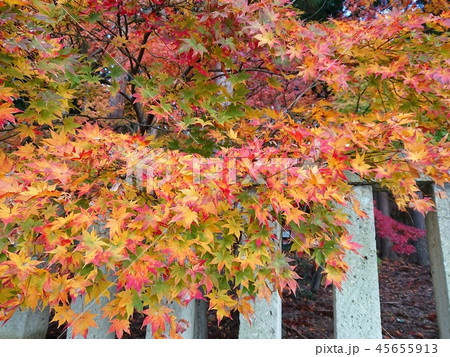 モミジ カラフルな紅葉 モミジ カラフルな紅葉 45655913