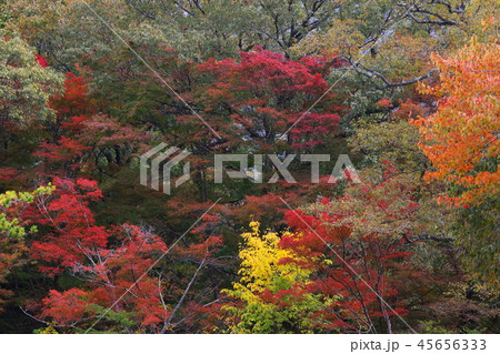 六甲山の美しい紅葉 45656333