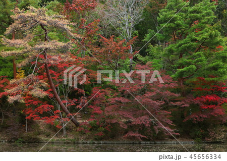 六甲山の美しい紅葉 45656334