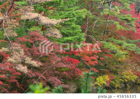 六甲山の美しい紅葉 45656335