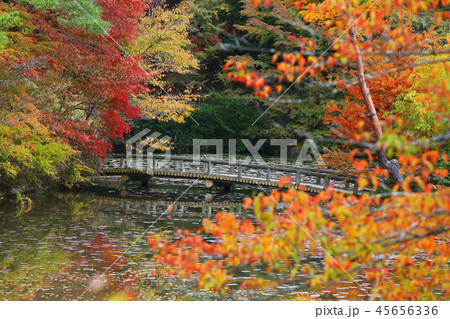 六甲山の美しい紅葉 45656336