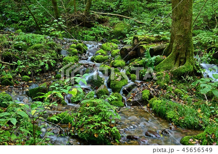 尚仁沢湧水群の情景＠栃木 45656549