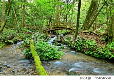 尚仁沢湧水群の情景＠栃木 45656550