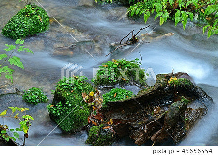 尚仁沢湧水群の情景＠栃木 45656554