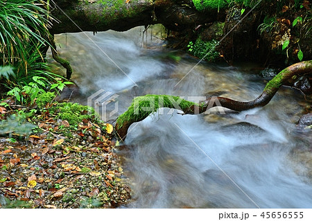 尚仁沢湧水群の情景＠栃木 45656555