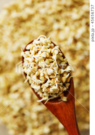 Green germinated buckwheat on a wooden brown Green germinated buckwheat on a wooden brown 45656737