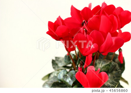 シクラメン シクラメン 45656860