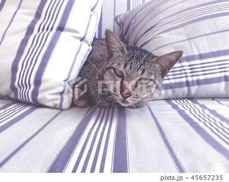 Domestic cat peeking through pillows on a bed. Domestic cat peeking through pillows on a bed. 45657235