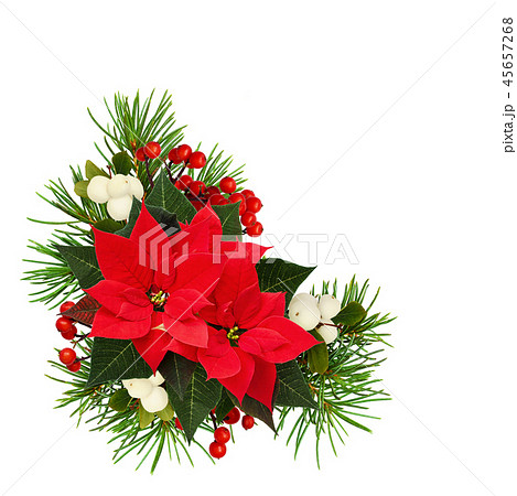 Christmas tree branches poinsettia flowers Christmas tree branches poinsettia flowers 45657268