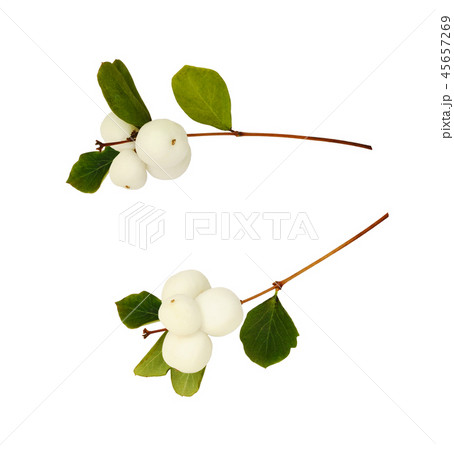 Set of snowberries 45657269