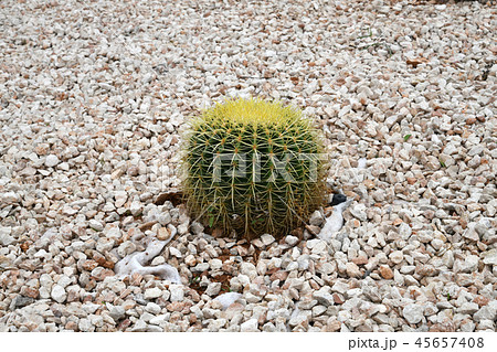 Round cactus on a bed with stones 45657408