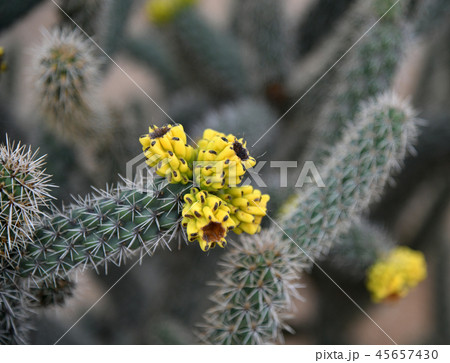 A Beautiful cactus with an yellow flowers 45657430