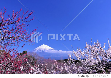 早春の梅と富士山 早春の梅と富士山 45657507