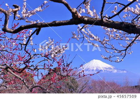 早春の梅と富士山 早春の梅と富士山 45657509