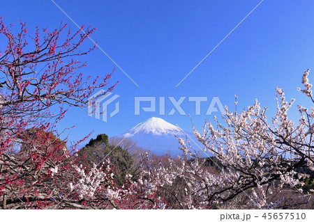 早春の梅と富士山 45657510