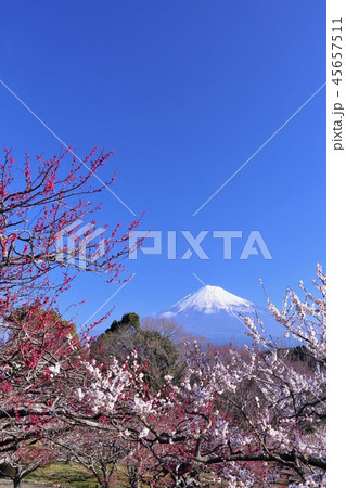 早春の梅と富士山 早春の梅と富士山 45657511