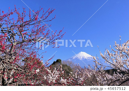 早春の梅と富士山 45657512