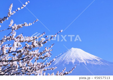 青空の富士山と白梅 45657513