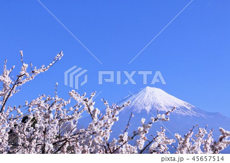 青空の富士山と白梅 45657514