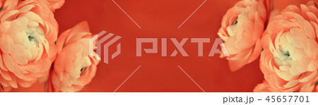 Floral borders with ranunculus flowers 45657701