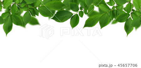 Border with branch of fresh green elm-tree leaves Border with branch of fresh green elm-tree leaves 45657706